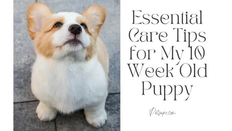 Essential Care Tips for My 10 Week Old Puppy