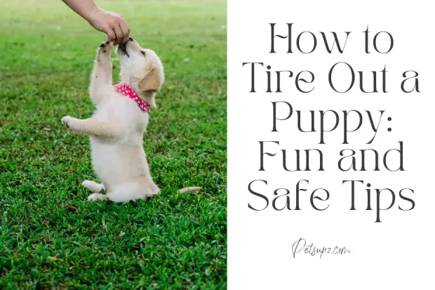 How to Tire Out a Puppy: Fun and Safe Tips