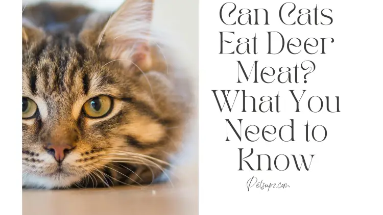 Can Cats Eat Deer Meat? What You Need to Know