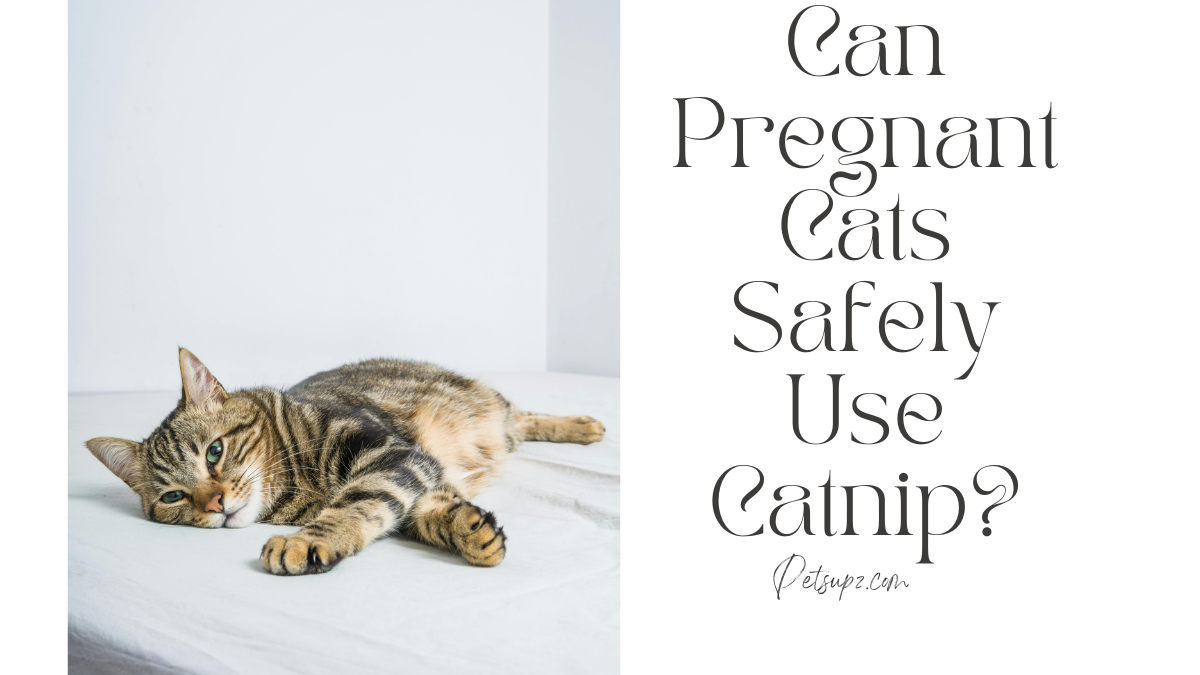 Can Pregnant Cats Safely Use Catnip?