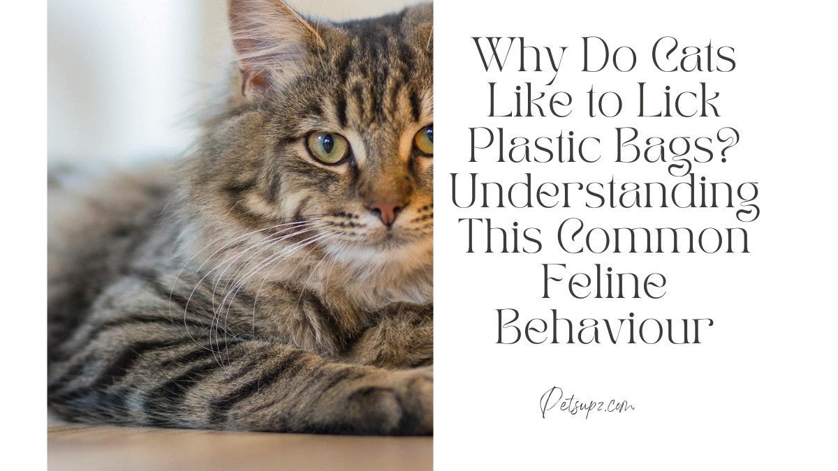 Why Do Cats Like to Lick Plastic Bags?