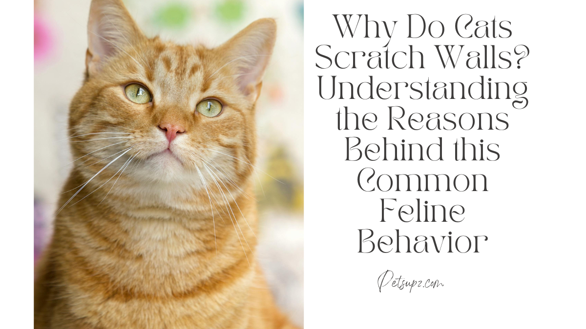 Why Do Cats Scratch Walls? Understanding the Reasons Behind this Common Feline Behavior