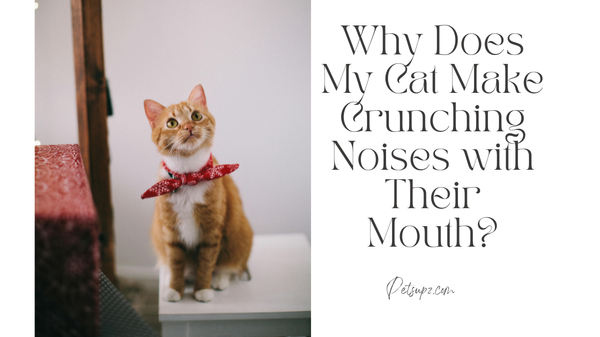 Why Does My Cat Make Crunching Noises with Their Mouth?